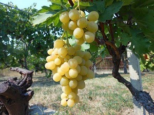 Kalem voće Ljubava ZZ belo grožđe